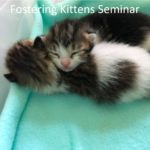 Foster Kittens - Junior Presentation at Athena's Advanced Academy