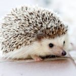 Hedgehog for Exotic Pet or Environmental Pests - Junior Presentation at Athena's Advanced Academy