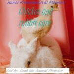 Chicken & Rabbit Care - Junior Presentation at Athena's Advanced Academy