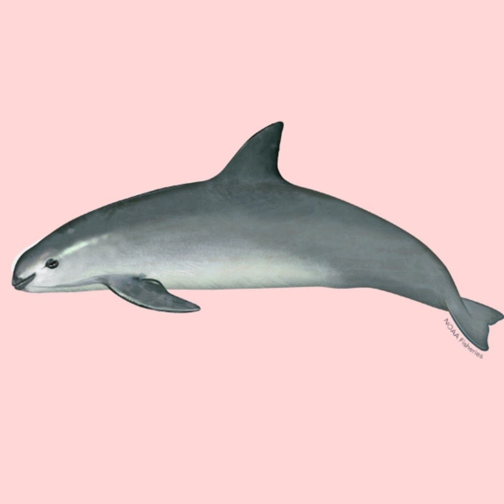 Vaquita by NOAA for Athena's Advanced Academy student, Bridget's article to save the Vaquita.