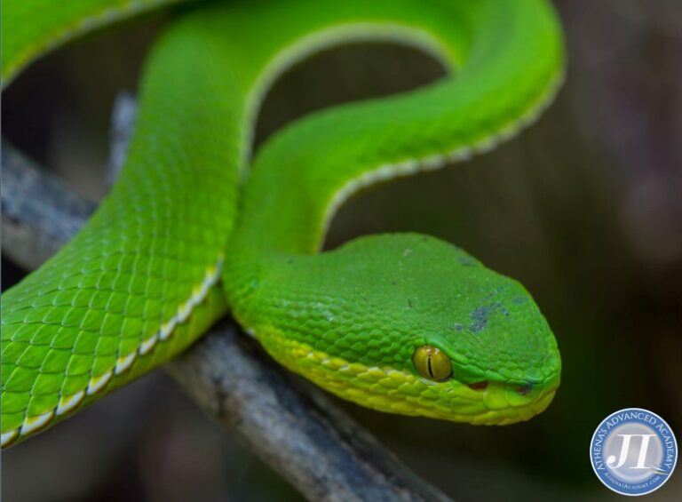 Large, green snake for Herpetology II course at Athena's Advanced Academy