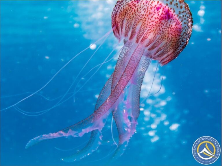 Jellyfish for In-Depth Marine Biology course at Athena's Advanced Academy