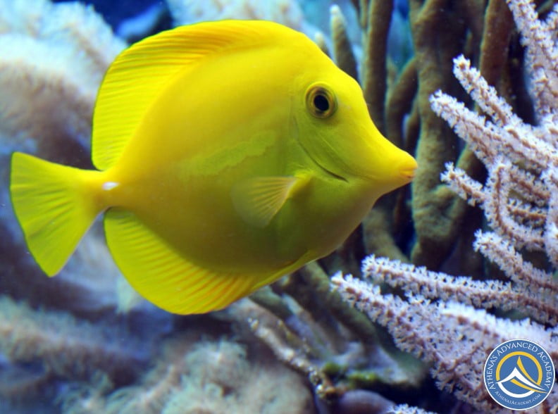 Yellow tang fish for Marine Ichthyology course at Athena's Advanced Academy