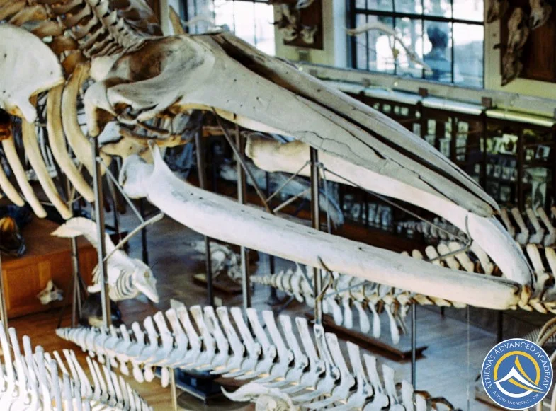 Whale skeletons for Marine Organisms course at Athena's Advanced Academy