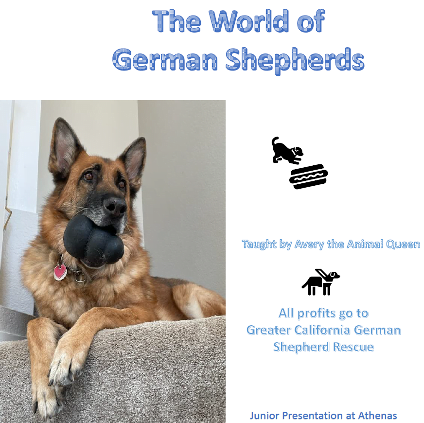 A German Shepherd sits for the Junior Presentation about German Shepherds at Athena's Advanced Academy