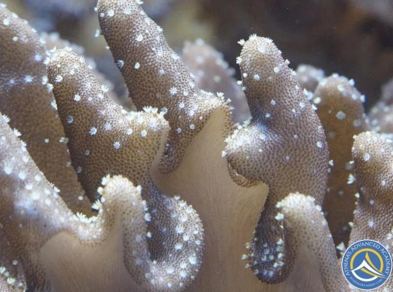 Close-up of tan coral - Coral Communities