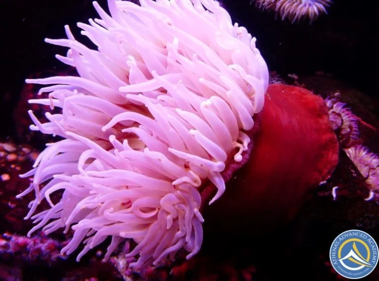 Anemone underwater - Oceanarium Odyssey