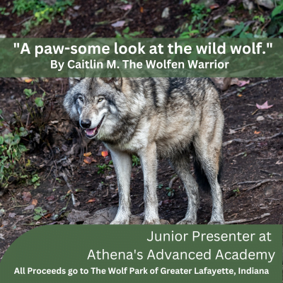Wolf photo for the Junior Presentation at Athena's