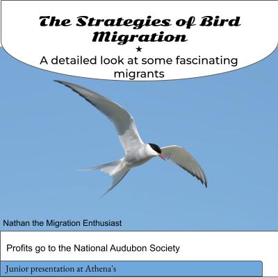 Bird photo for Migration Junior Presentation