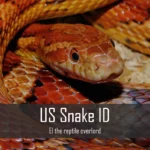 Snake for US Snake ID Seminar at Athena's