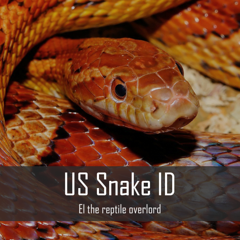 U.S. Snake ID Seminar